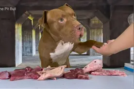 大哈，日常干肉  #萌宠 #比特犬 #美国恶霸犬 #可爱狗狗视频封面