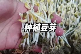 如何在家种出鲜嫩的豆芽，简单几步教会你！ #种豆芽 #生豆芽视频封面