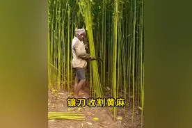 印度种植黄麻，污染太严重！#黄麻 #科普 #涨知识 #印度 #种植视频封面