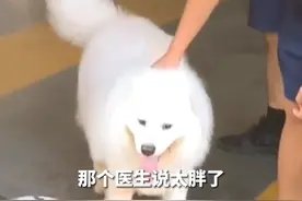 9月2日，江西南昌。狗子减肥期间离家出走，跑到消防队狂炫10根火腿肠。主人：去接它看到自己扭头就走。关注👉@政法报道#江西dou知道#抖音小助手 #萌宠 #萨摩耶 #狗狗 #搞笑 视频封面