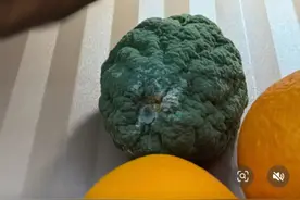 发霉的橘子还能高价卖？女子刚想扔 结果打开闲鱼震惊了 网友：我果然挣不到认知以外的钱