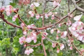 谁家“冰糖葫芦”挂树上？原来是#武汉 下冰粒啦！突遇降温的早樱已被“冰封”，化身“水晶樱花”，看起来像冰糖一样~#樱花 #倒春寒 #清凉寨 #春已至花已开视频封面