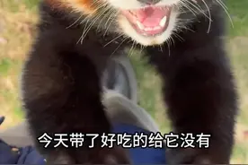 救命！怎么可以这么可爱，这谁顶得住啊！ #神奇动物 #小熊猫 #动物科普 #动物的迷惑行为