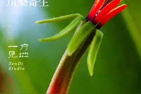 李时珍友情提示“桑寄生一定要用寄生在桑树上的”#乡村守护人 #一日一植物视频封面