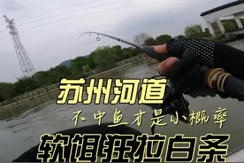 苏州河道，新软饵狂拉白条，还差点骗到了白鹭，太容易连杆了视频封面