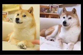 “神烦狗”Doge已经快16岁啦，你现在还用doge表情包吗？#神烦狗 #doge #表情包 视频封面