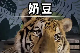 奶豆现在这状态能打我三个 #动物科普 #奶豆#搞笑解说