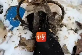 女生在雪地漫步拍照 不慎踩到了雪里的捕兽夹 “有一瞬间脑子空白，就医检查骨裂了”视频封面