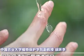 被马蜂蜇了别慌，记住这样做→#科普 #三农小知识 #乡聚向未来 @抖音青少年     视频封面