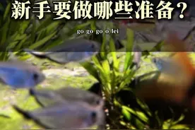 新手养黑尾大勾需要做哪些准备才能不踩坑呢？#养鱼日记 #水族 #观赏鱼 #新手养鱼 #自然奇境科普季