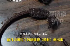 泡2年药酒的海马是塑料！当事人：幸亏喝完身体没什么不适 #药酒 #消费者 #万万没想到 #开眼界了 #热门推荐视频封面