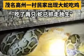 茂名高州一村民家出现大蛇吃鸡，“吃了两只 蛇已抓走放生”#广东dou知道