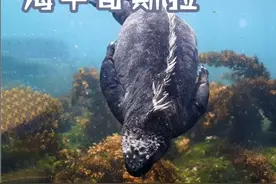 不是，哥们你吃素有必要张这么凶吗？ #哥斯拉 #海鬣蜥 #海洋生物视频封面