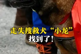 找到了！3月5日，江苏南京，南京蓝天救援队走失#搜救犬 “小龙”被成功找回，“小龙”曾参与土耳其地震等救援活动 ，目前状态良好，后续将接受专业治疗。#救援 #温暖视频封面