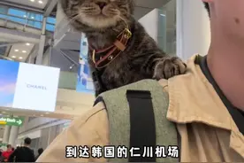 沉浸式带猫出国，宠物进客舱 #旅行vlog #vlog视频封面