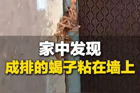 近日，山东烟台。女子在家中发现成排的蝎子粘在墙上：哎呀 这还有个窝！#神奇动物 #蝎子 #万万想不到
