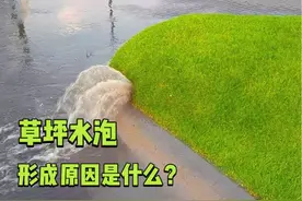 为什么下雨之后，草坪上会布满水泡？戳开看看里面到底有什么？