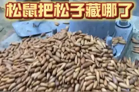 松鼠藏食物的本领你领教过吗？ #看一遍笑一遍 #神奇动物在抖音 #有趣 #动物的迷惑行为 #搞笑