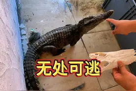 大鳄鱼找到了！终于不用提心吊胆了！#农村生活视频封面