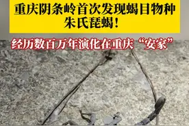 #重庆阴条岭首次发现蝎目物种 ，被命名为朱氏琵蝎，该物种至少经历了数百万年的演化，在重庆找到了适合它生存的“家”。#重庆真正意义上记载的第一种蝎子出现 #重庆dou知道视频封面