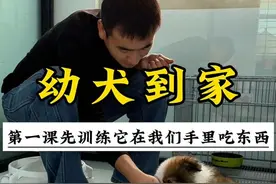 小狗到家第一课：先训练它在我们手里吃东西 #萌宠出道计划 #训犬 #边牧 #上海训犬师视频封面
