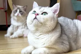 这猫咪厉害了！会学狗狗、会做瑜伽、还学会了跳舞。 #猫咪 #萌宠出道计划视频封面