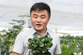 长寿花花期到了也不开花怎么回事. 长寿花是短日照植物视频封面