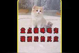 盘点猫咪喝完猫酒后的反应，原来小猫咪和人一样。酒品有好有坏！