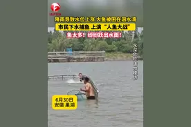 6月30日，安徽巢湖，连日降雨导致水位大幅上涨，部分河道形成洄水湾，不少大鱼被困，连连跃出水面。#美丽乡村新风貌 @马户爱听那又鸟的曲视频封面