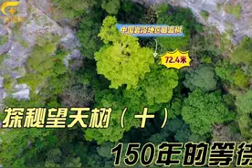 北纬22度——《探秘“望天树”》（十） #纪录片  #探秘  #望天树视频封面