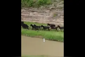你喝过#驴奶 吗？它竟有如此功效！视频封面