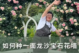 揭秘海蒂的花园招牌植物，15岁花龄龙沙宝石的养护秘诀~#花卉绿植 #爱生活爱养花 #月季 #海蒂的花园 #知识前沿派对 @抖音短视频视频封面