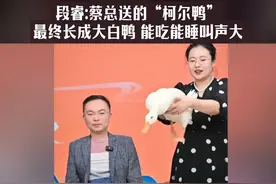 段睿：蔡总送的“柯尔鸭”最终长成大白鸭，能吃能睡叫声大?#段睿