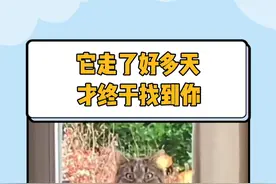 猫猫:无论你在哪 我都会找到你 #猫 #感动 #温暖