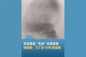 3月2日辽宁盘锦，如绸缎、似游龙！摄影师拍下“鸟浪”壮观画面：“盘旋飞翔了近1小时，很震撼！”@盘锦航拍一哥视频封面