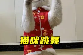 毛孩子排练了好久的“中国风舞蹈”，笑死我了😂 #猫咪 #萌宠出道计划 #猫咪跳舞 #戏精猫视频封面