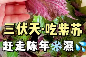 赶走陈年寒💦❗三伏天吃紫苏价值这么高 #紫苏 #紫苏饮 #三伏天 #三伏天冬病夏治 #养生