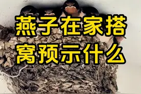 燕子在家搭窝预示着什么，燕子为什么在人类家里筑巢？ #燕子窝 #燕子筑巢带好运 #科普达人 #知识创作人 #自然奇境科普季 @抖音短视频视频封面