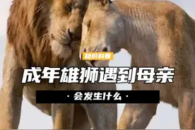 动物交配六亲不认，流浪雄狮成年后，遇到母亲会发生什么？ （2）视频封面
