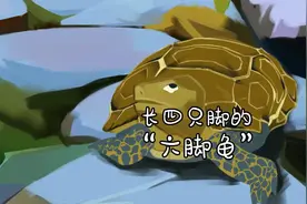 凹甲陆龟：长四只脚的“六脚龟”#大自然#科普#手绘动画#涨知识啦