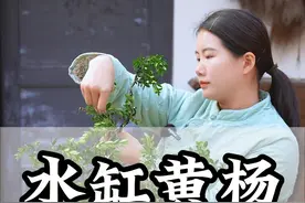 水缸作盆，黄杨成景，这样的临水黄杨，你们喜欢吗？#黄杨 #盆景 #盆景制作视频封面