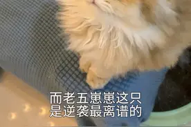 金渐层和银渐层生出的小猫就跟开盲盒一样 #英短 #幼猫成长记