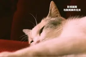 流浪猫伤人后 爱心提供纸箱者胡某被告上法庭 被要求赔偿9630.08元。法院：蒋某受伤系因制止猫狗打架采取了不恰当的措施所致，胡某并未与涉案猫形成一定的管理或饲养关系，不应认定胡某该行为存在过错。视频封面