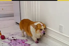 8月8日 重庆（发布）：“看不见我 看不见我”，柯基偷吃火龙果被发现后紧贴墙根溜走主人一个“字”立马调头视频封面