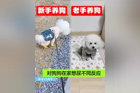 新手养狗vs老手养狗，憋尿真的是优点吗？ #萌宠出道计划 #狗狗憋尿 #养狗经验分享 #新手养狗 #遛狗视频封面
