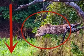 美洲虎“炸鱼”式狩猎！鳄鱼根本来不及做出反应，直接嗝屁了视频封面