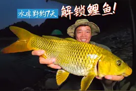 露营野钓第二天：怒抽白条，喜擒金色大鲤鱼！ #野外垂钓视频封面