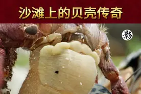 沙滩上的贝壳传奇 #奇趣自然 #神奇动物在抖音 #动物趣事 #科普一下