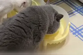 同样的颜值质量 价格却是三分之一，猫碗连我都能用，实用性没得说，这平替简直太懂我们养猫人了！#猫碗  #宠物碗架  #养猫新手