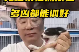 无论家猫还是流浪猫，不粘人的猫猫这样科学训练！ #猫咪 #训喵 #猫咪咬人 #猫不亲人视频封面